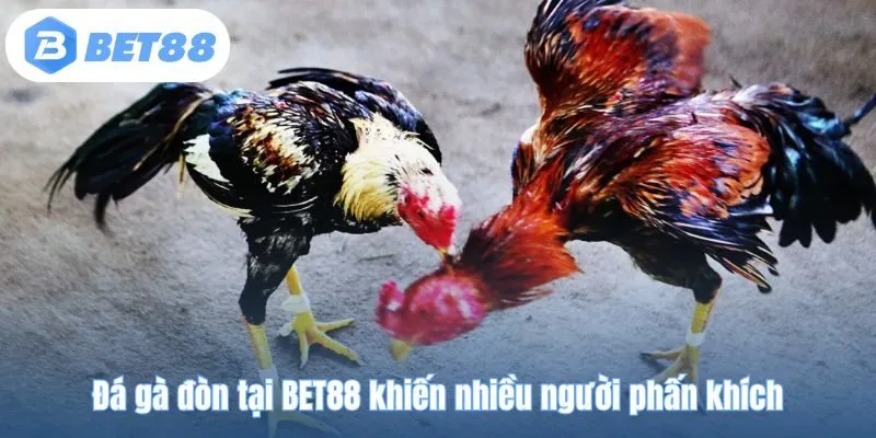 Đá gà đòn tại BET88 khiến nhiều người phấn khích